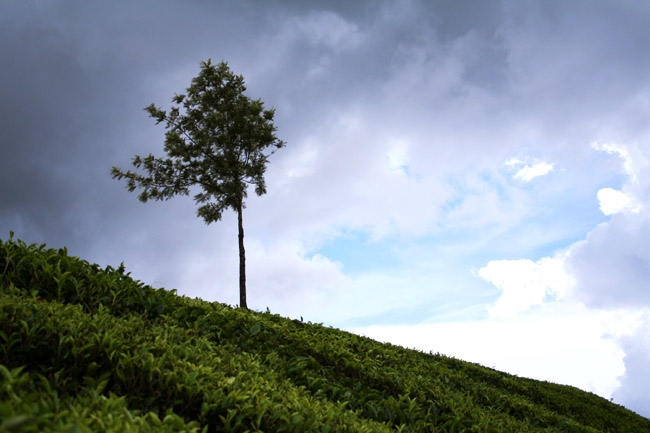 Tea field - March 2006 - Munnar