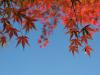 Culte de l'automne #3 - Novembre 2006 - Matsushima (Japon)