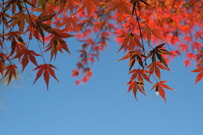 Autumn cult #3 - November 2006 - Matsushima