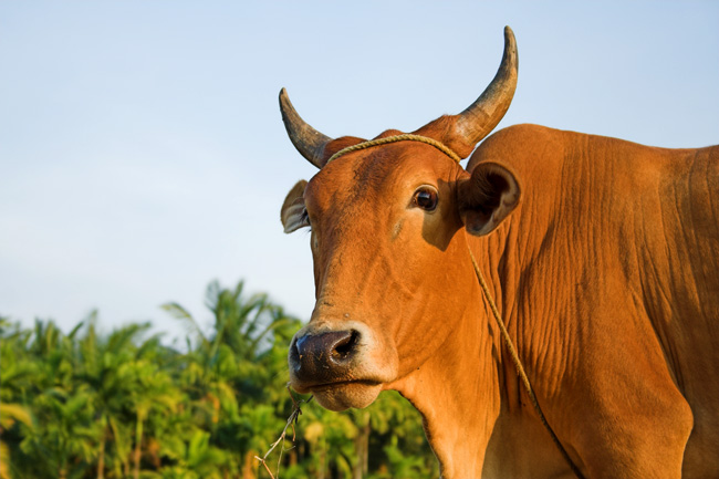 vache tropicale à Kalipur - Mars 2007 - Iles Andaman