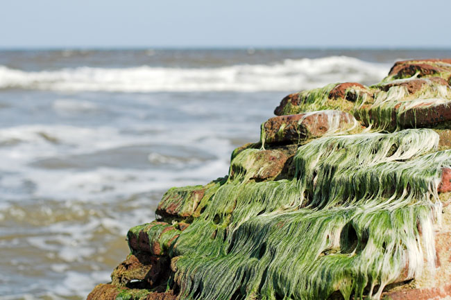 Seaweed - March 2008 - Tranquebar (Tamil Nadu)
